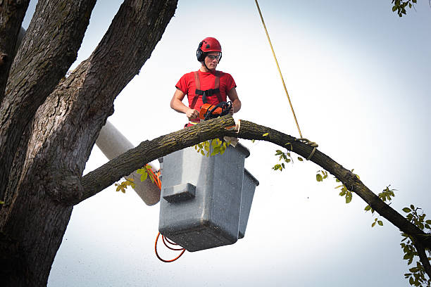 Best Tree Root Removal  in North Crossett, AR